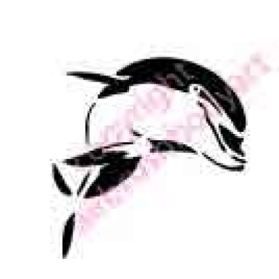 0431 dolphin